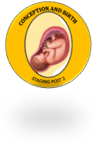 A baby inside of a womb

Description automatically generated